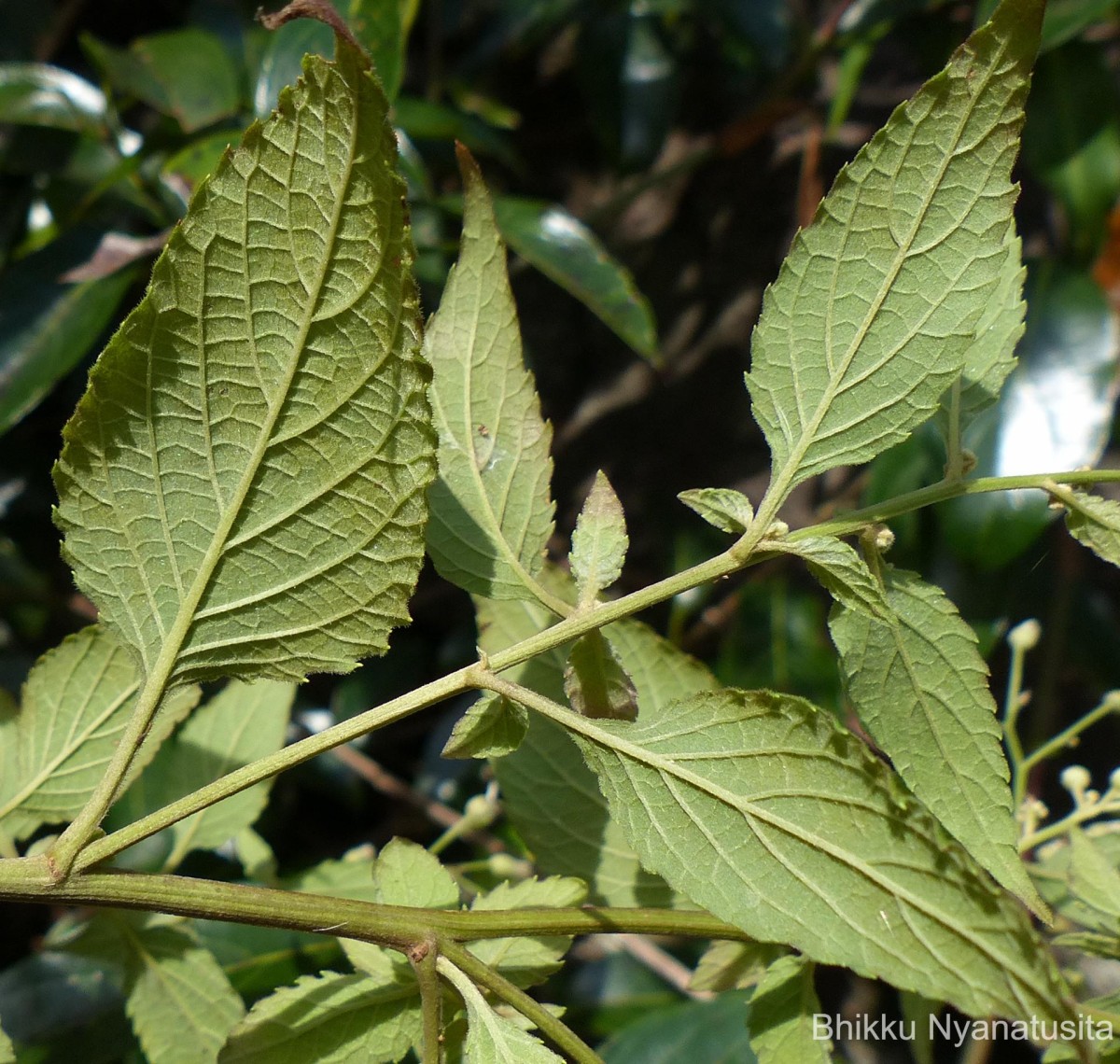 Cyanthillium hookerianum (Arn.) H.Rob.